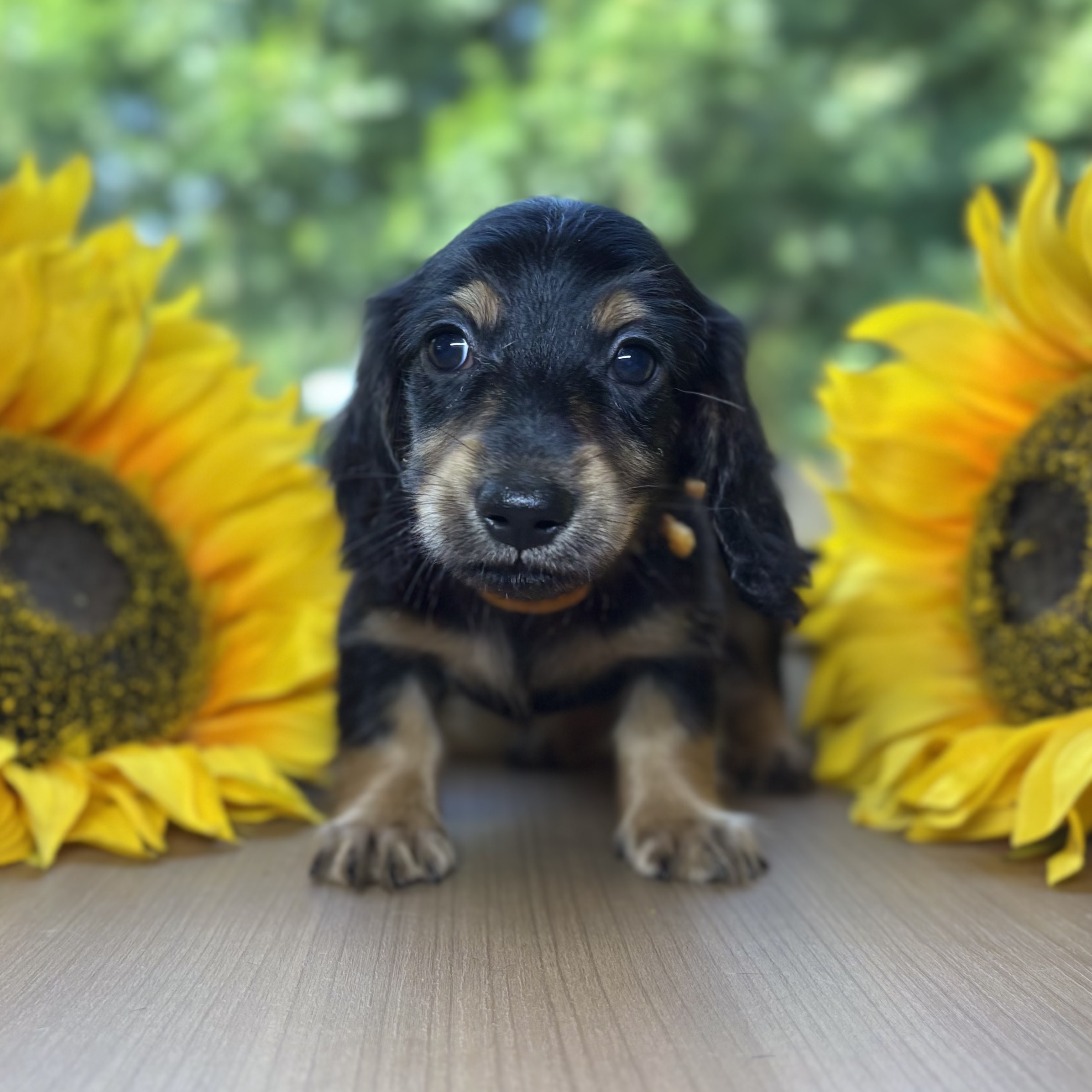 レッド(赤系)のミニチュアダックスの子犬一覧 | ペットショップ