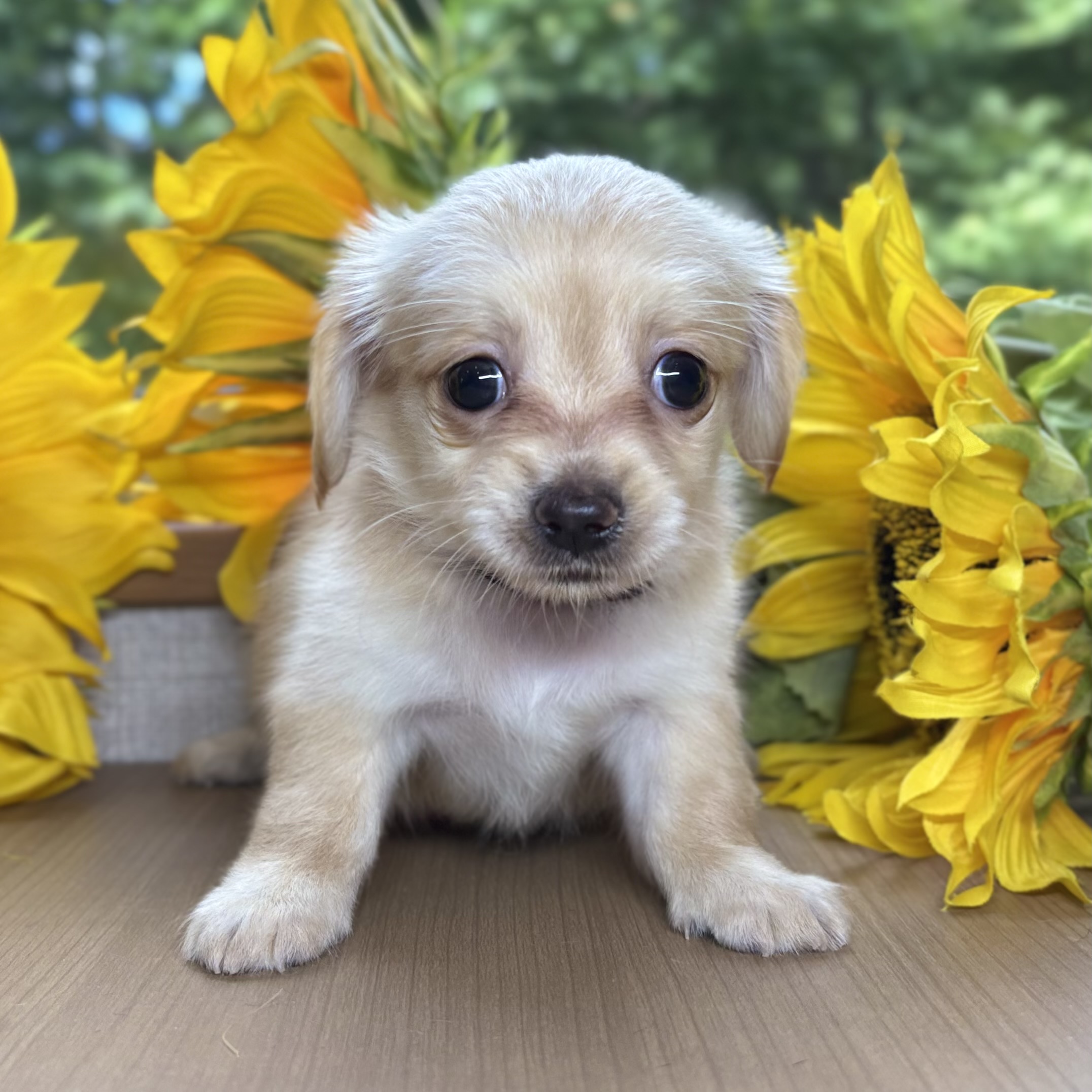 ハーフ犬女の子の写真