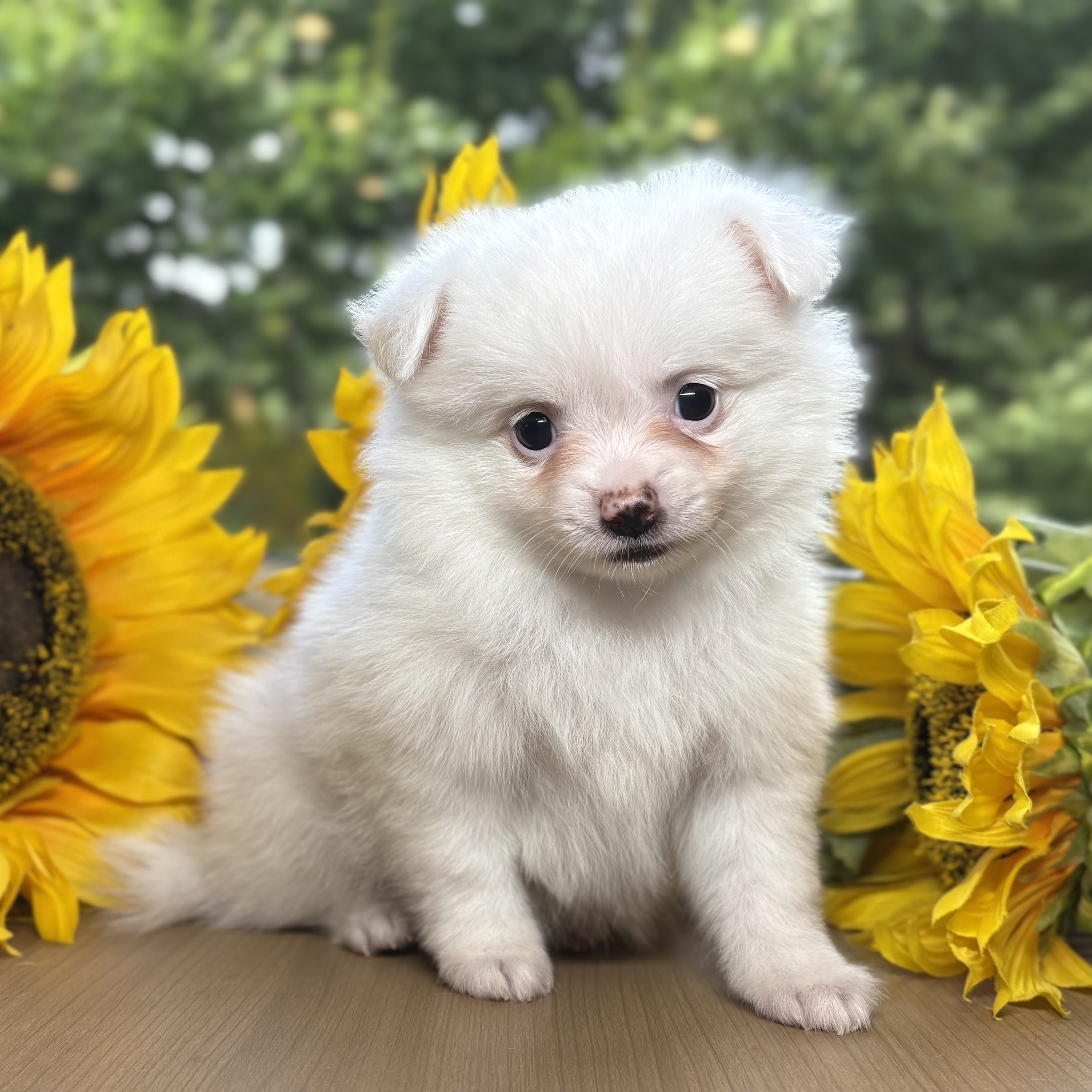ハーフ犬女の子の写真