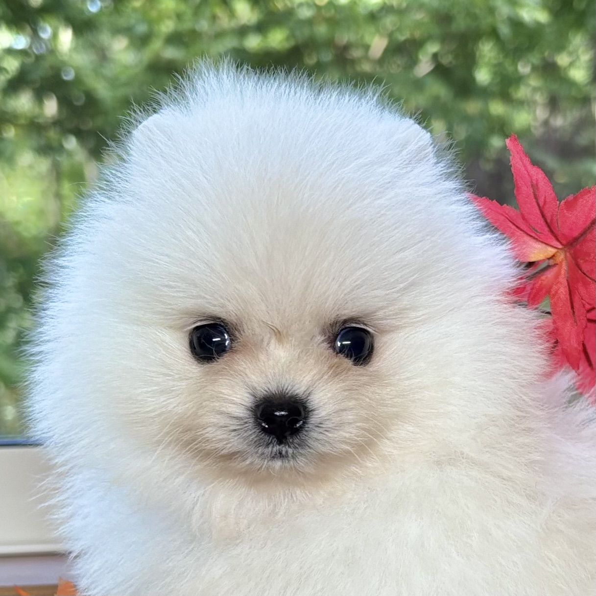 ポメラニアン クリーム色 ふわふわ　の写真 ふわふわポメラニアンのクリーム色～その魅力と成犬になるまでの