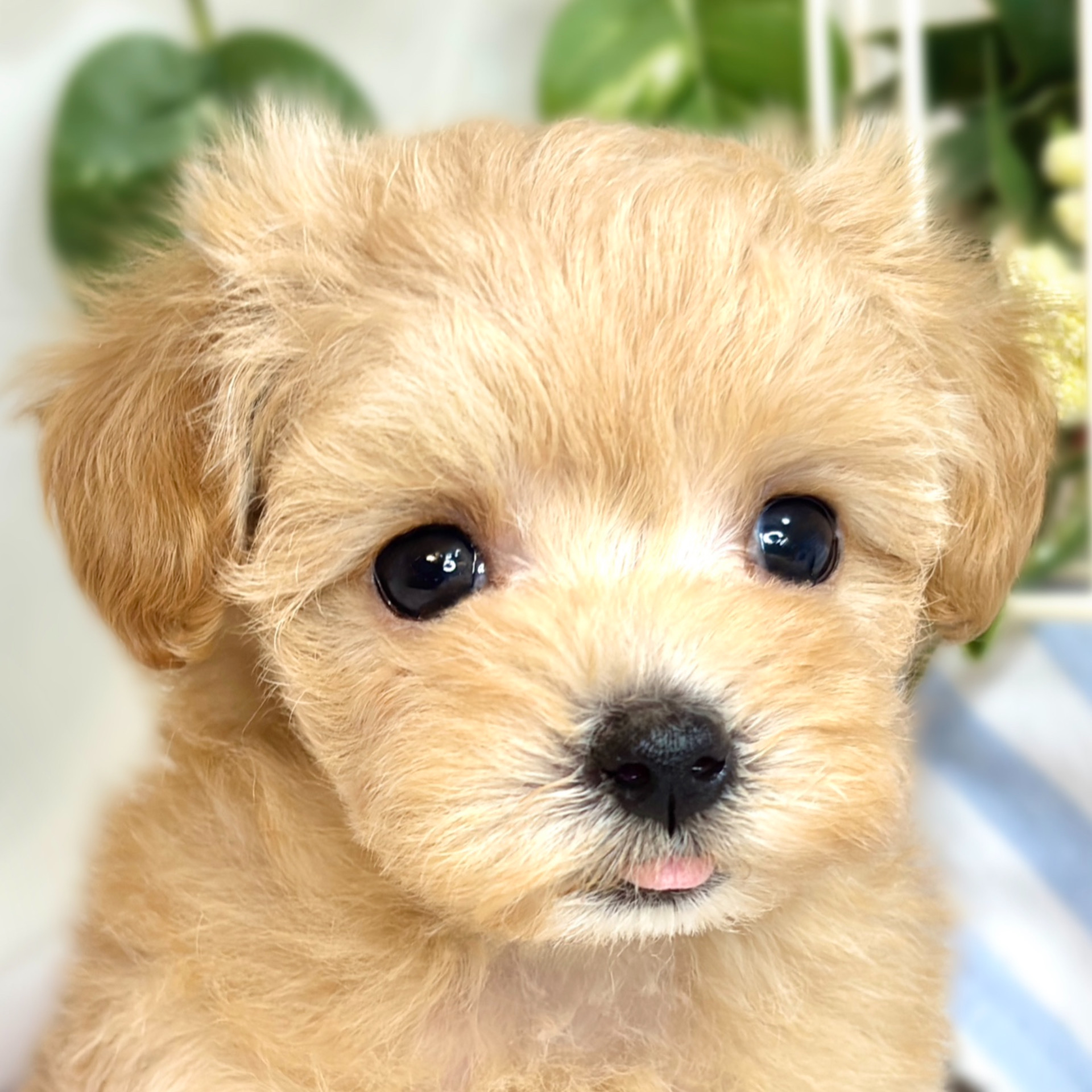 ハーフ犬女の子の写真