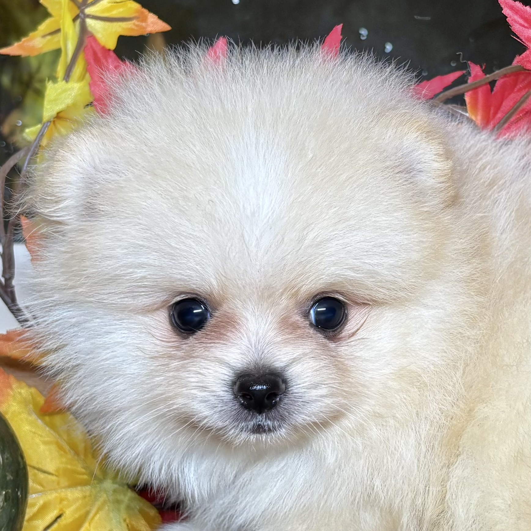 富山県のポメラニアン オレンジ 女の子のご紹介(194422) | ペット