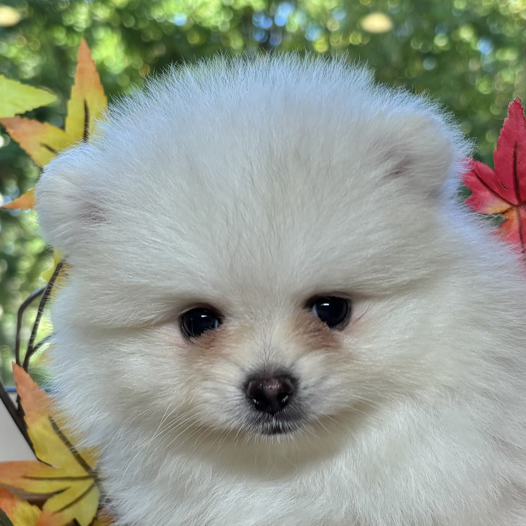 愛知県のポメラニアン ホワイト 男の子のご紹介(191843