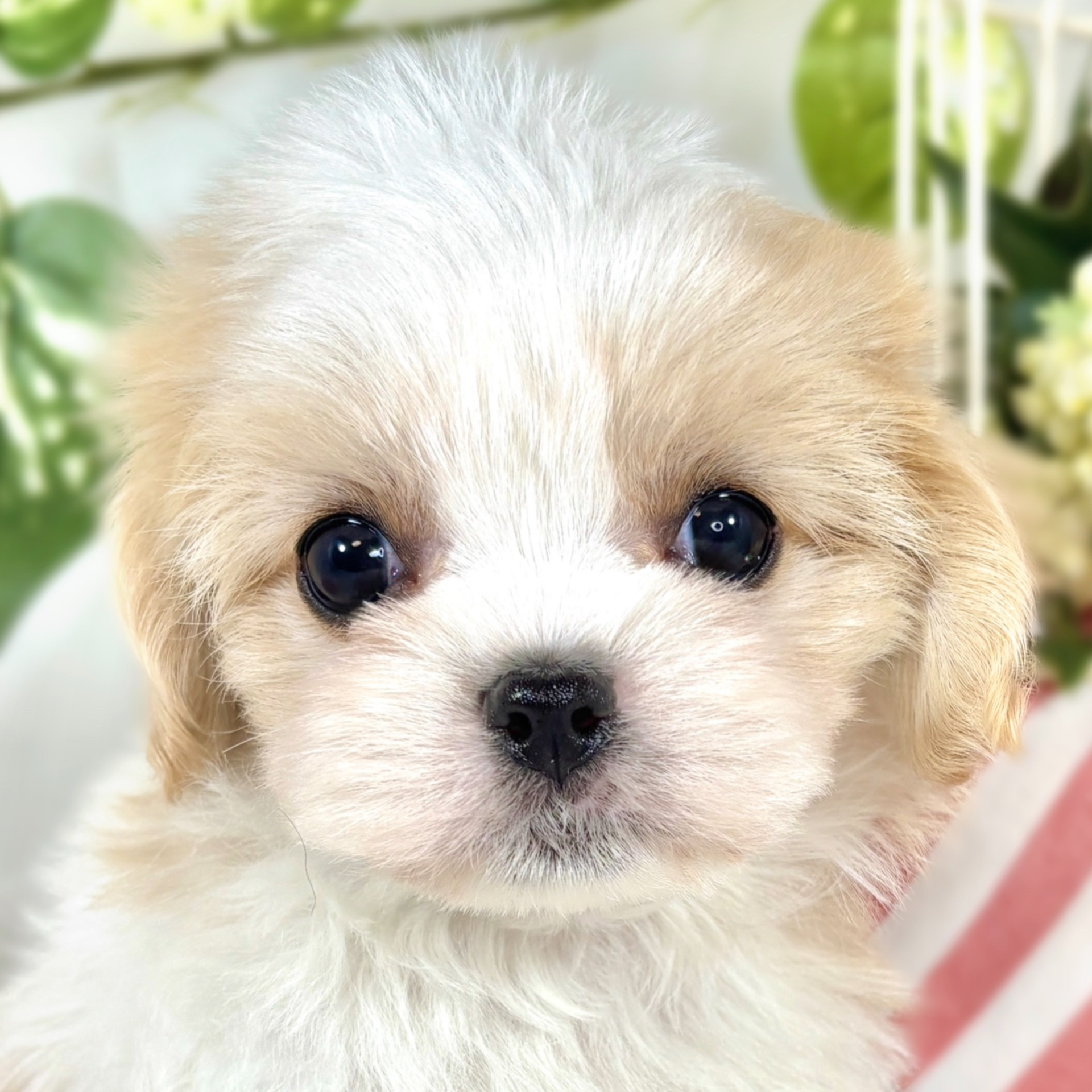 ハーフ犬女の子の写真