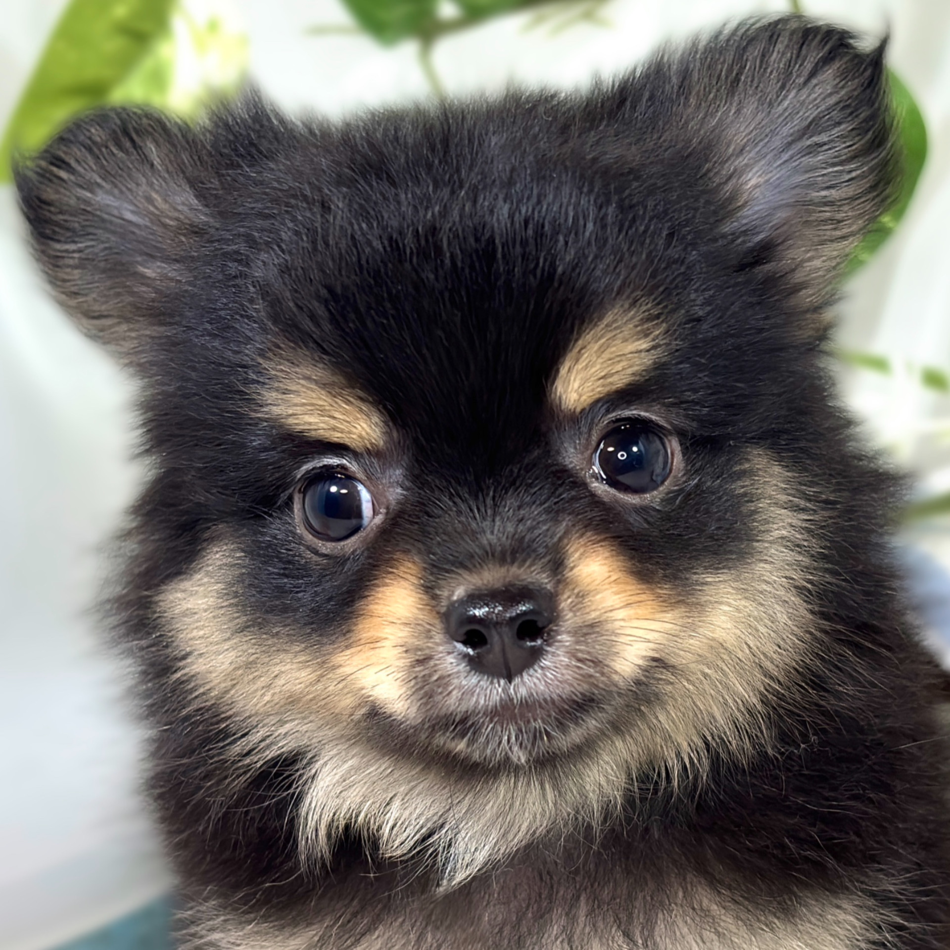 ハーフ犬男の子の写真