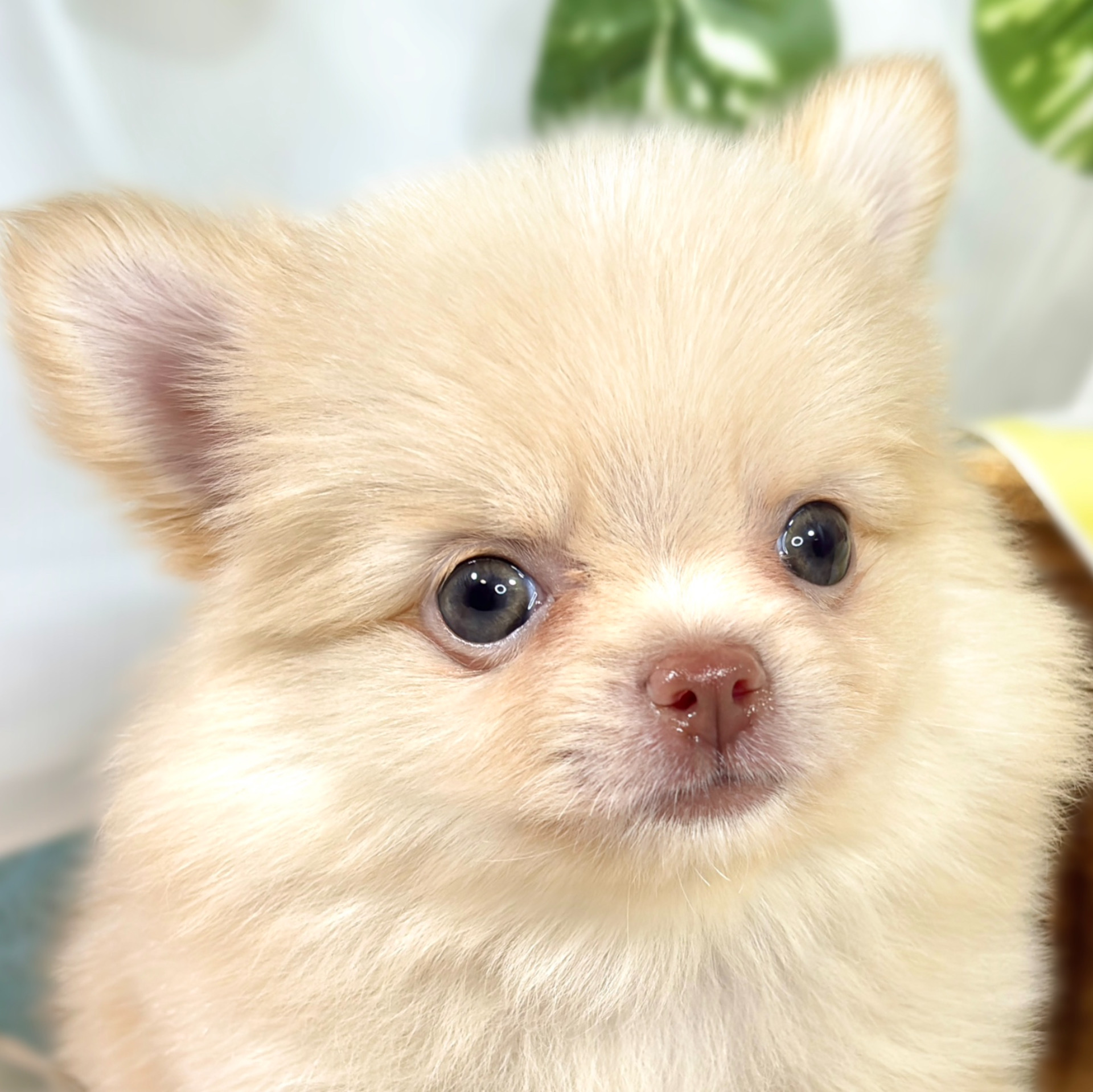 ハーフ犬女の子の写真