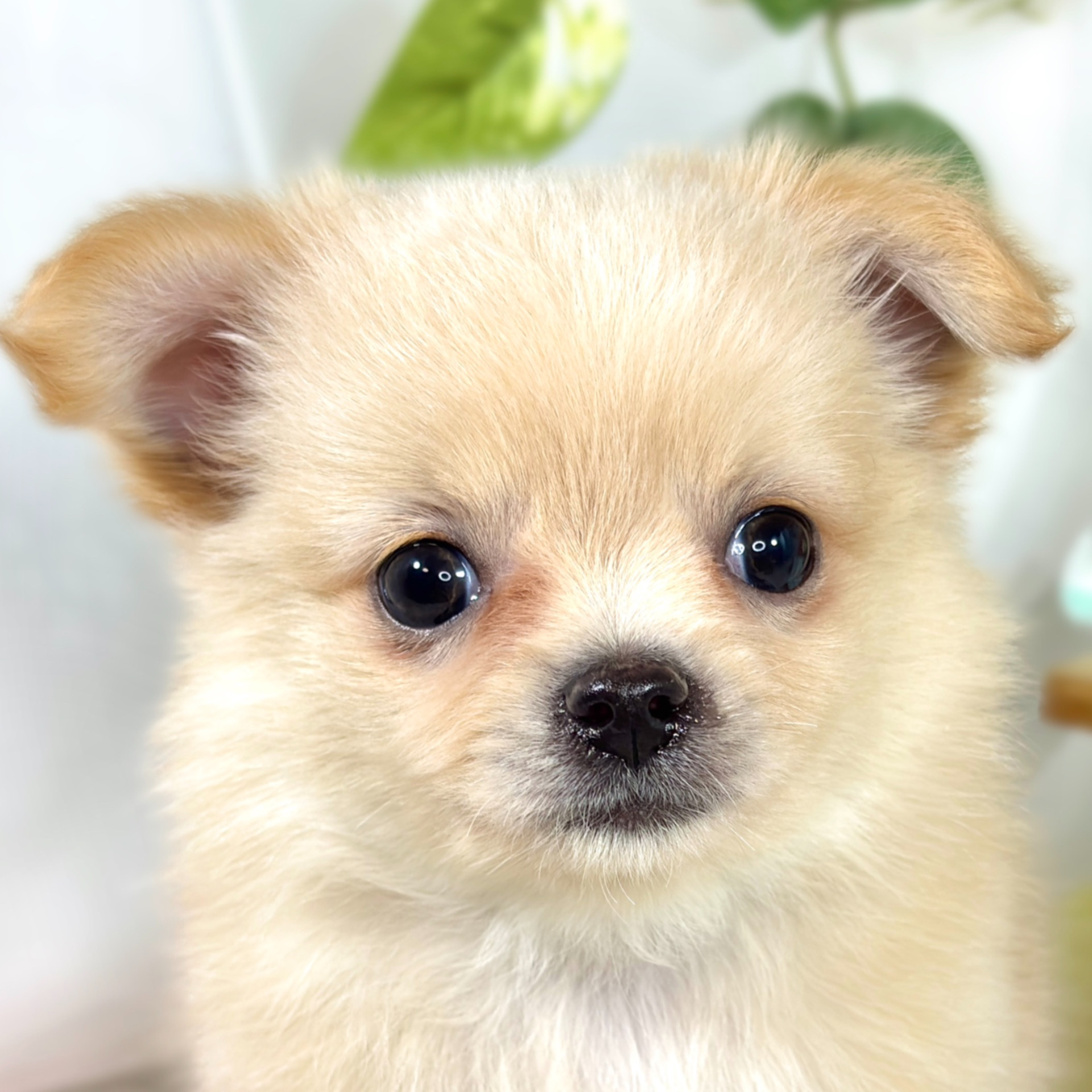 ハーフ犬女の子の写真