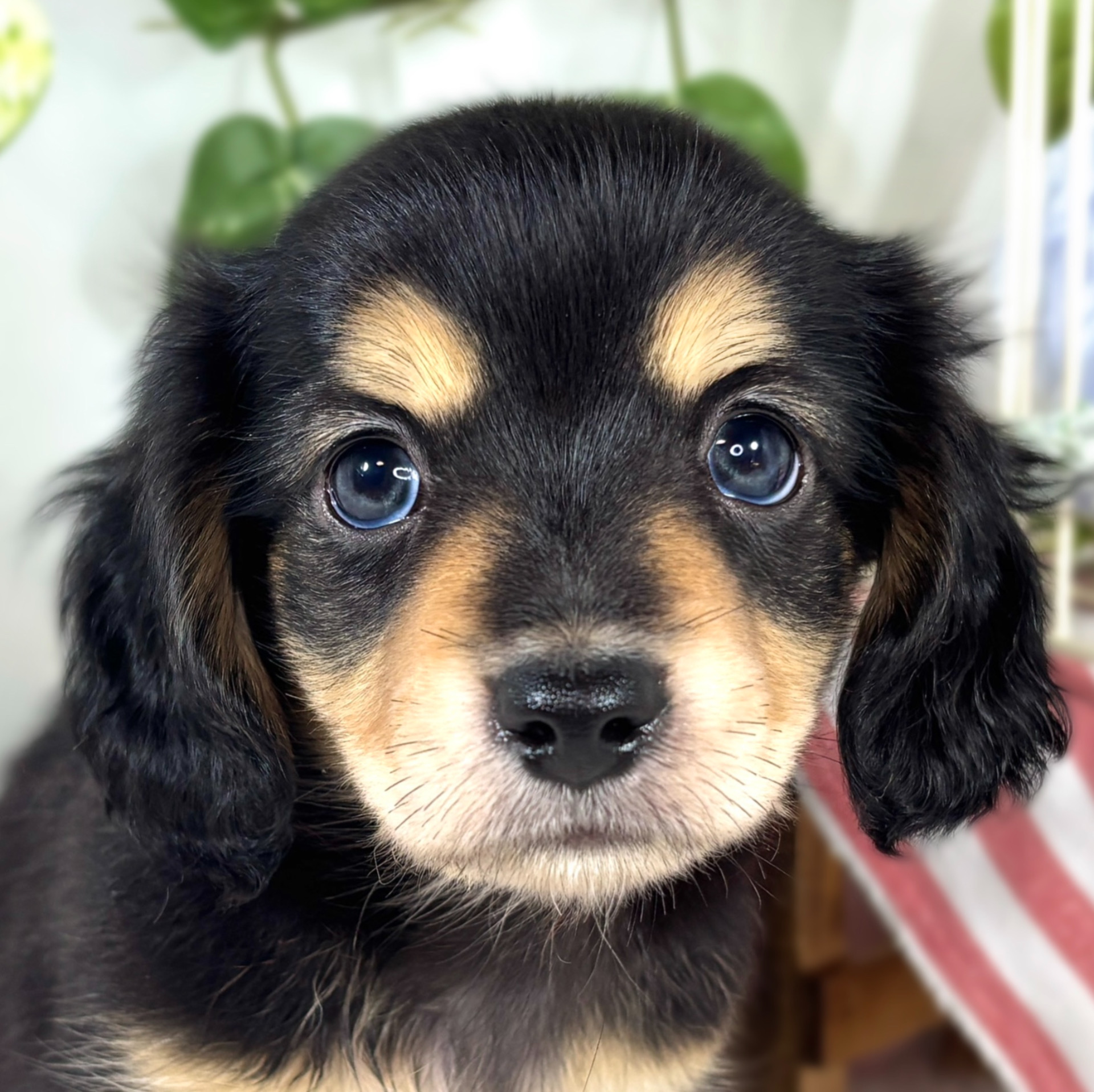 ハーフ犬男の子の写真