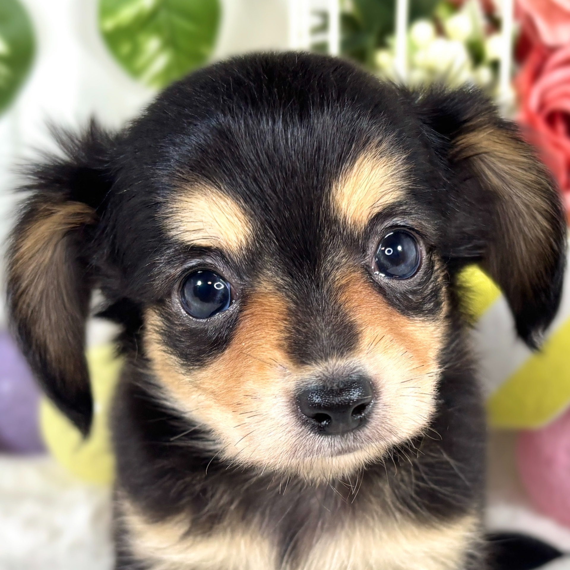 ハーフ犬女の子の写真