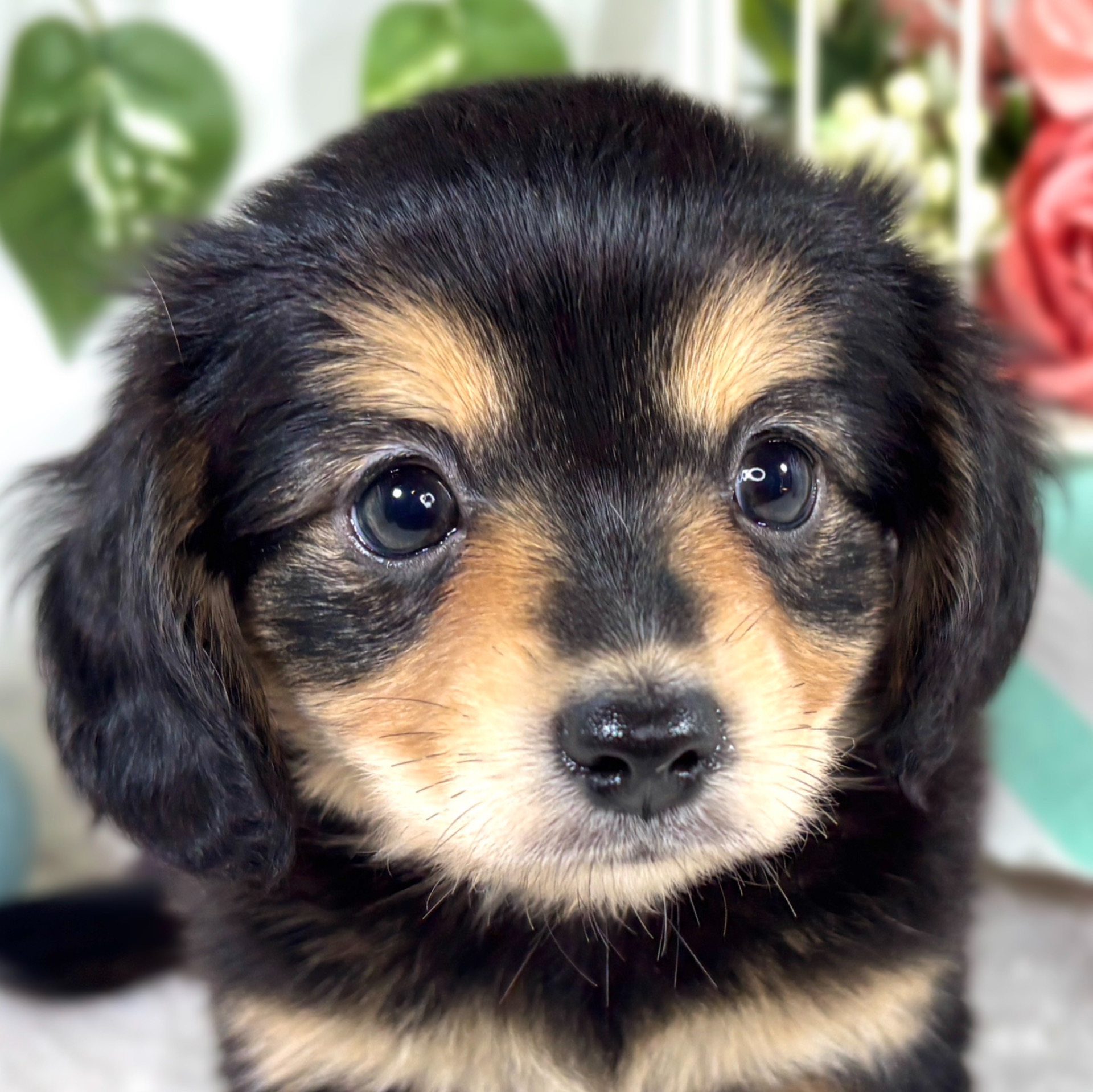 ハーフ犬女の子の写真