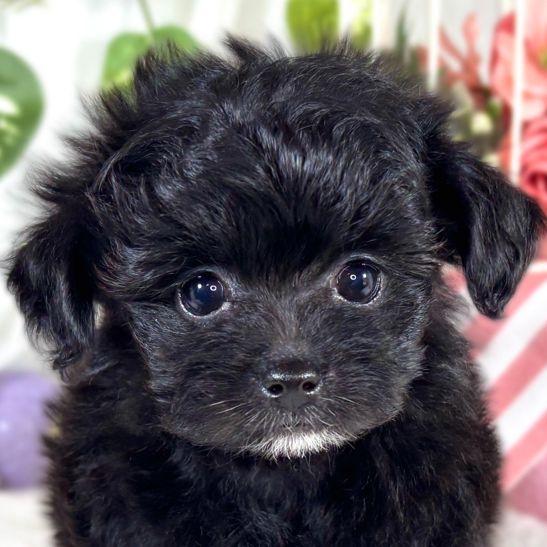 ハーフ犬女の子の写真