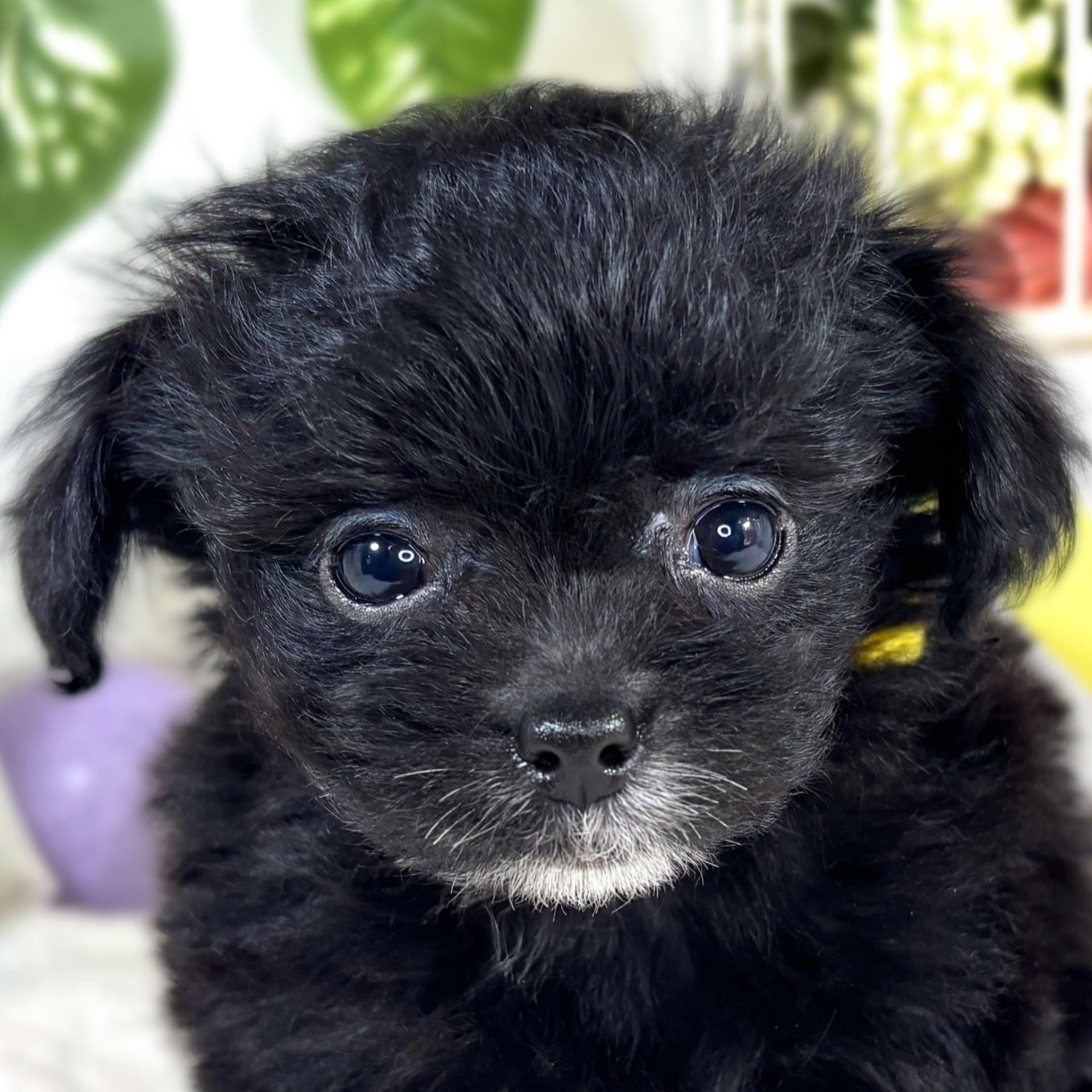 ハーフ犬女の子の写真