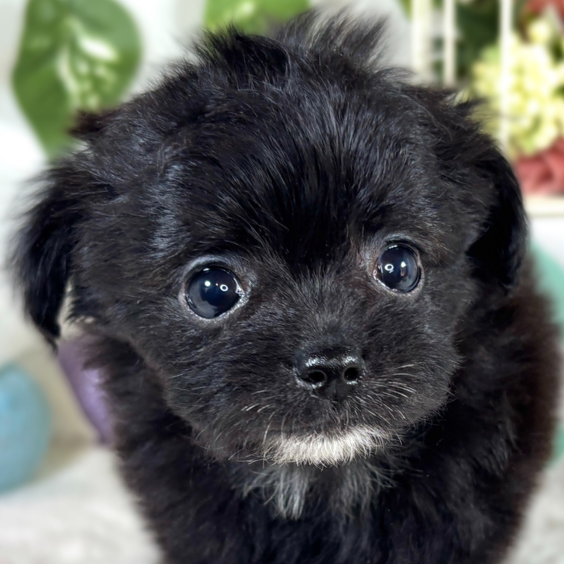 ハーフ犬女の子の写真