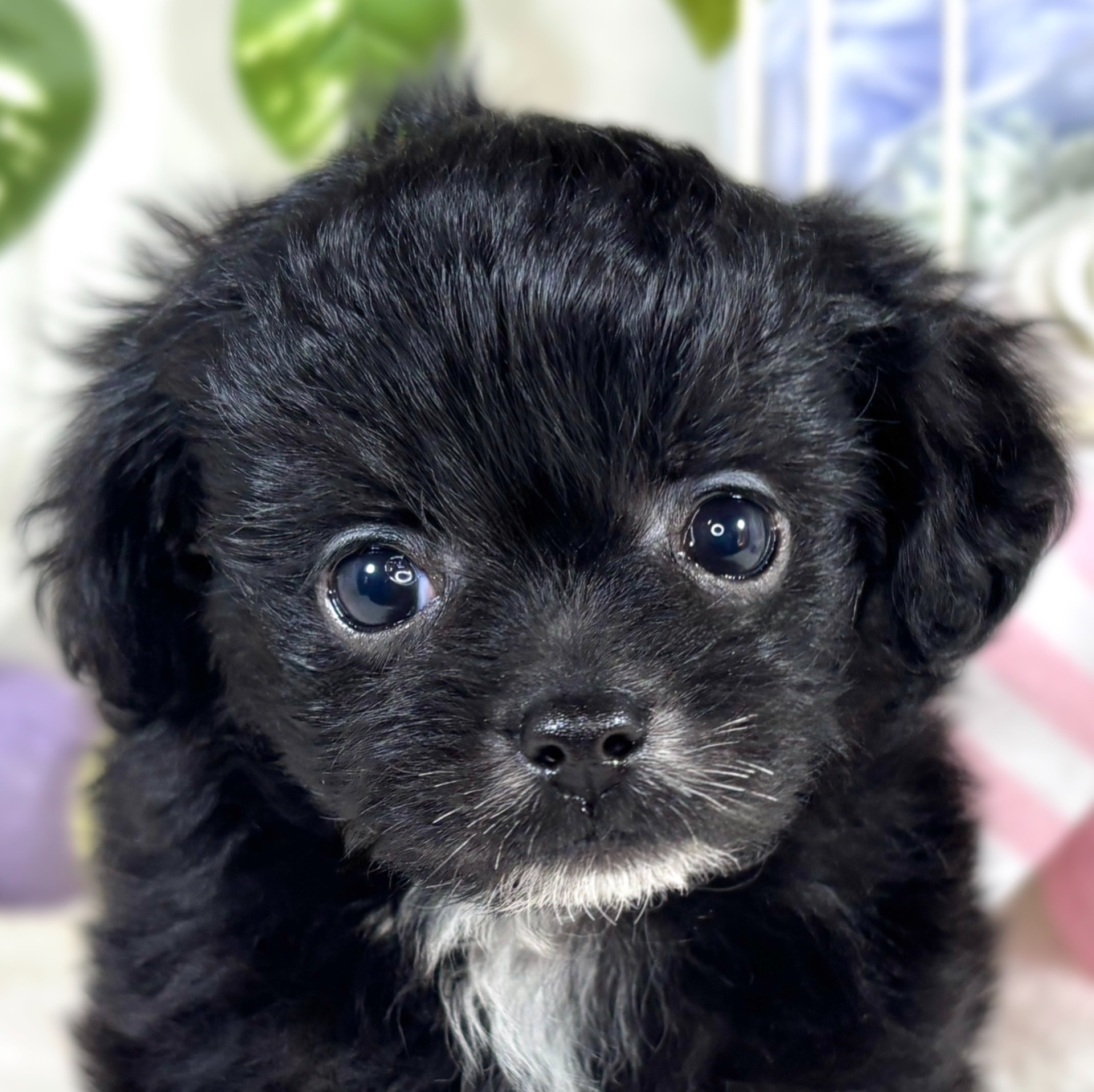 ハーフ犬男の子の写真