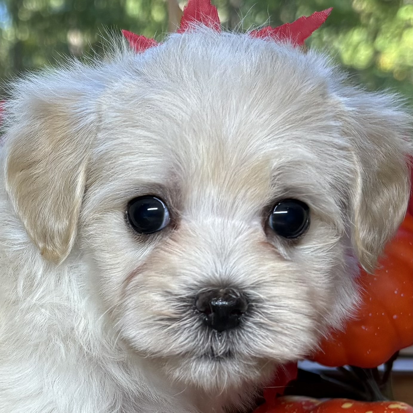 ハーフ犬女の子の写真