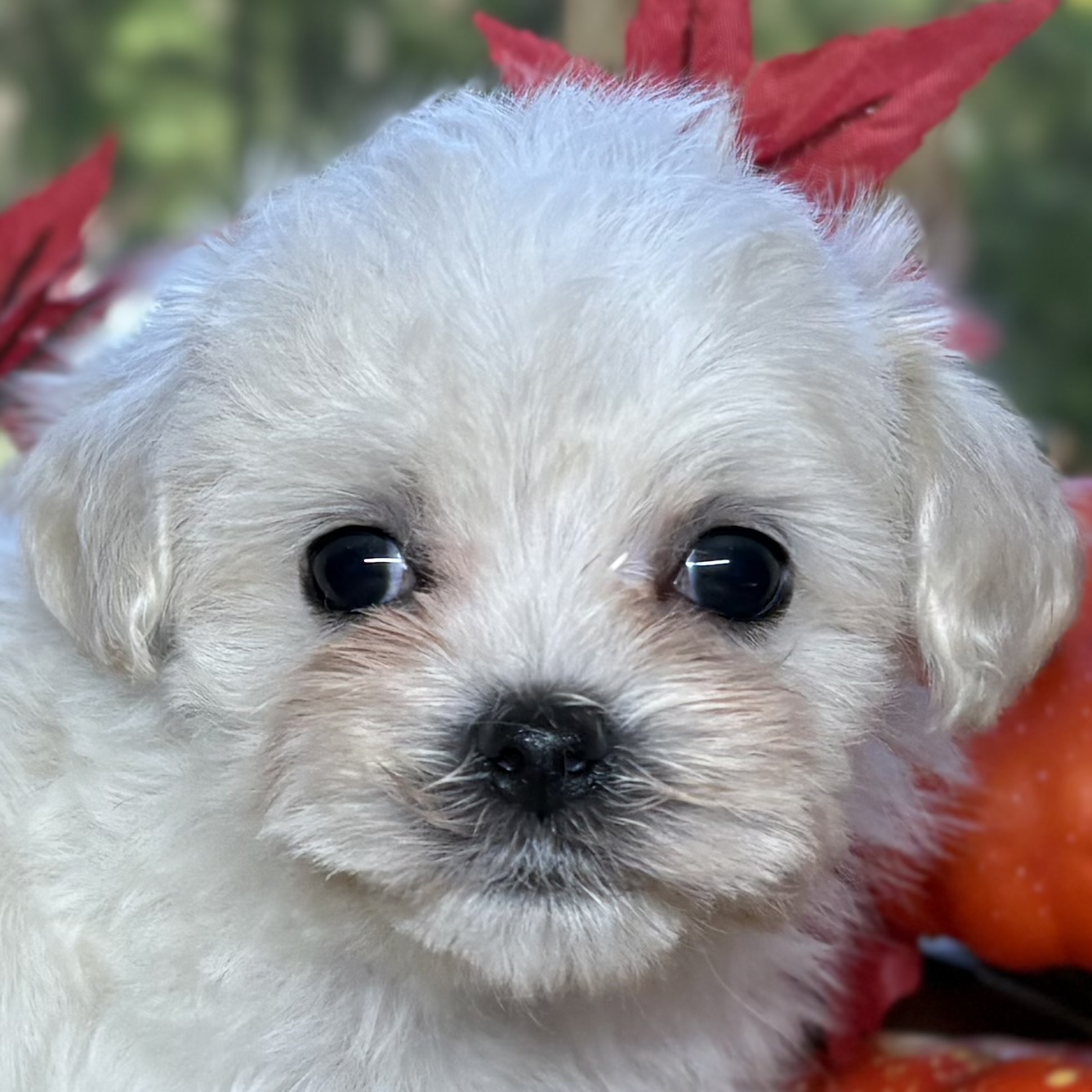 ハーフ犬女の子の写真