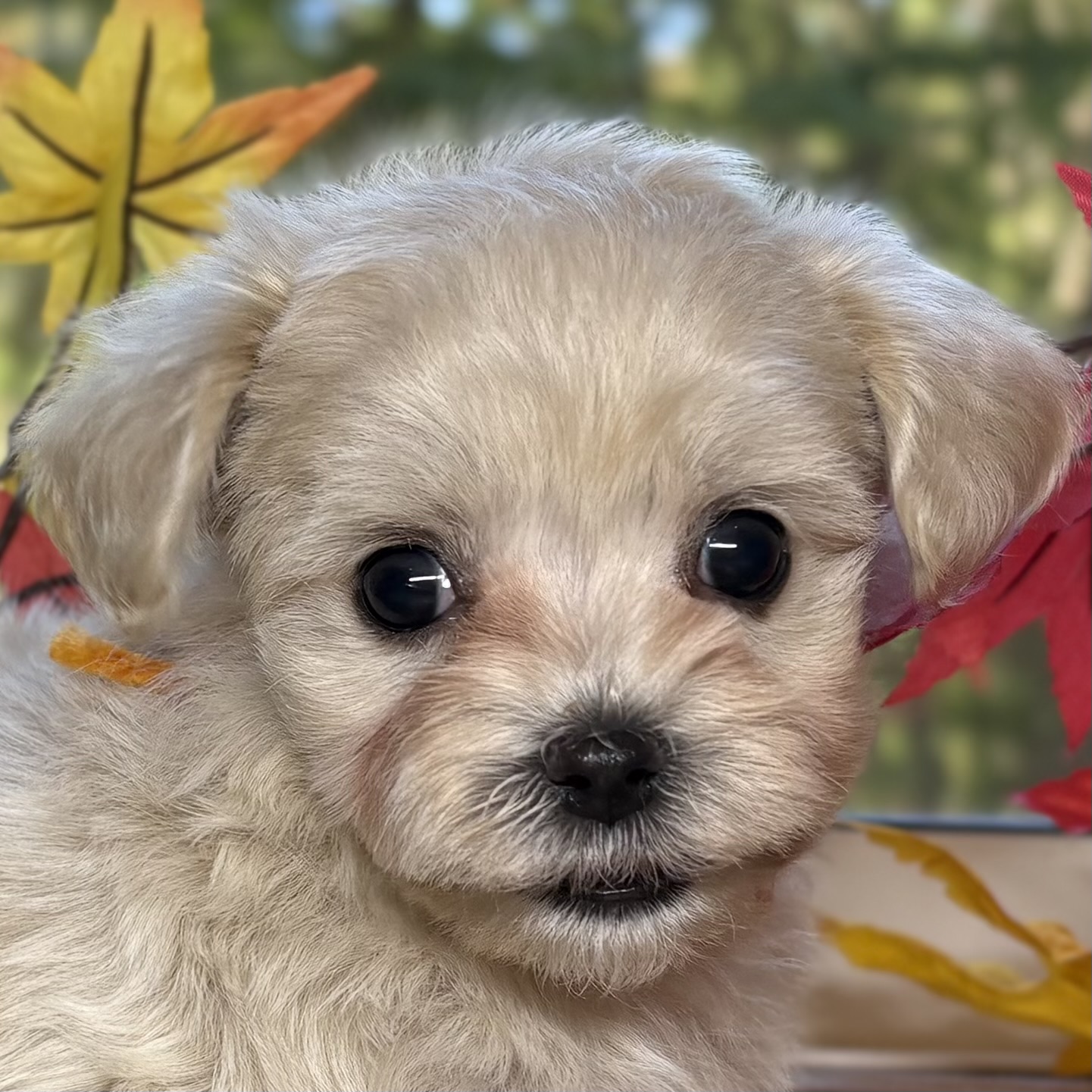 ハーフ犬女の子の写真
