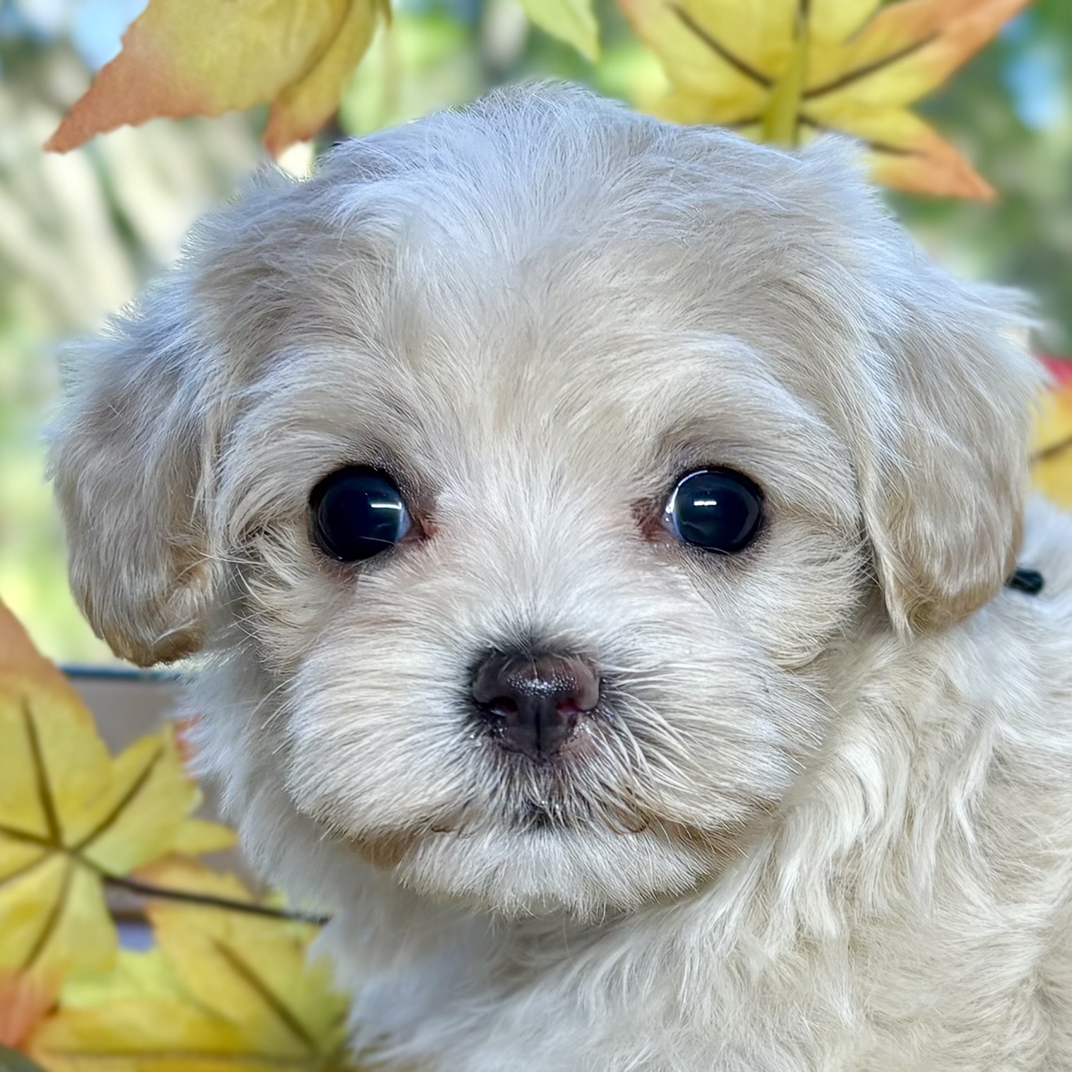ハーフ犬女の子の写真