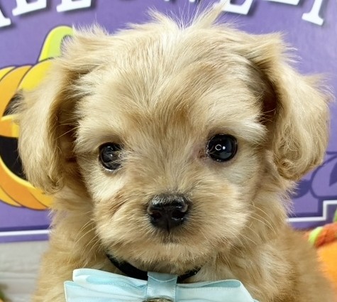 ハーフ犬女の子の写真