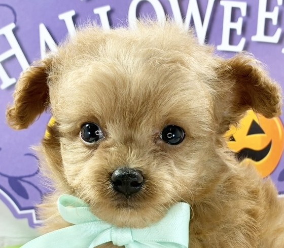 ハーフ犬男の子の写真