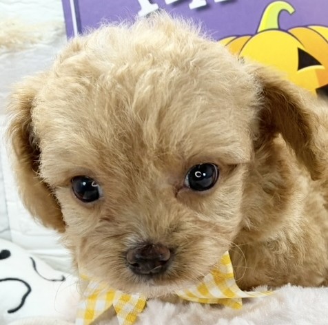 ハーフ犬男の子の写真