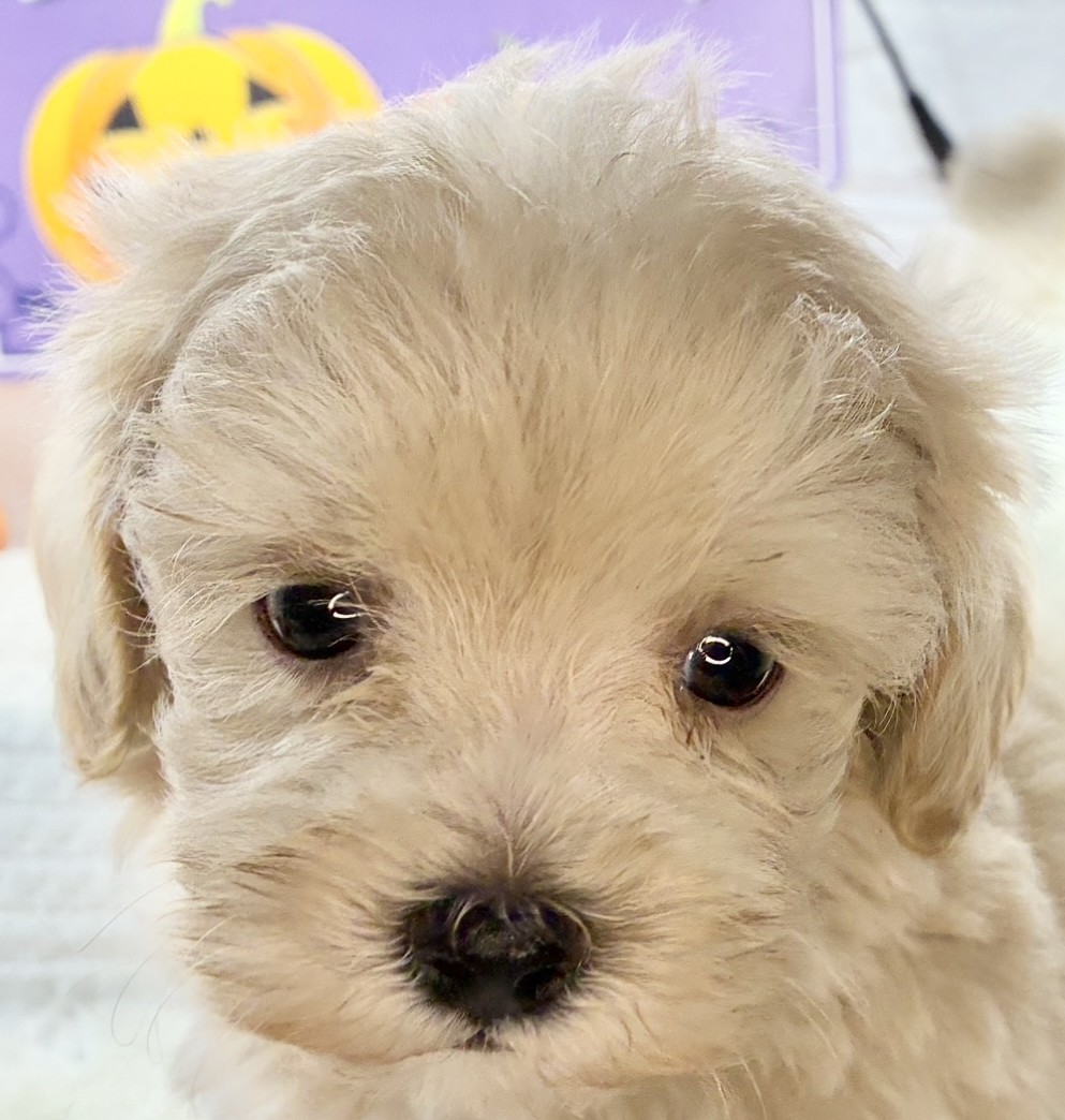 ハーフ犬男の子の写真