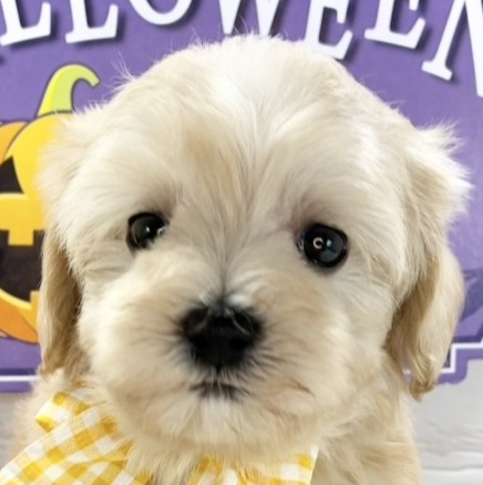 ハーフ犬女の子の写真