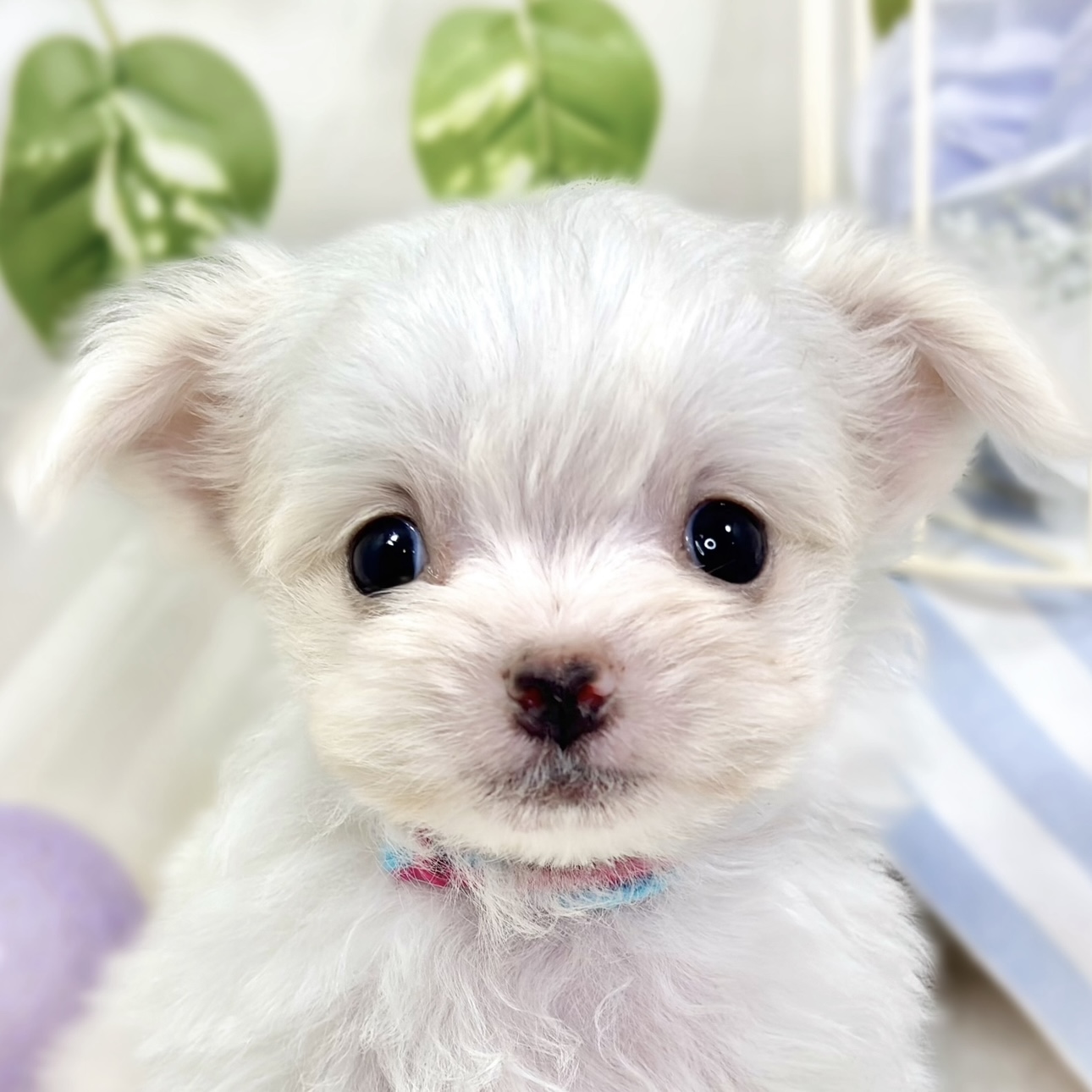 ハーフ犬男の子の写真