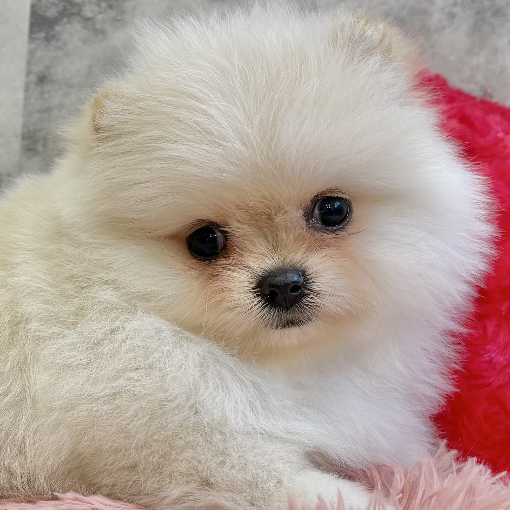 ポメラニアン女の子の写真