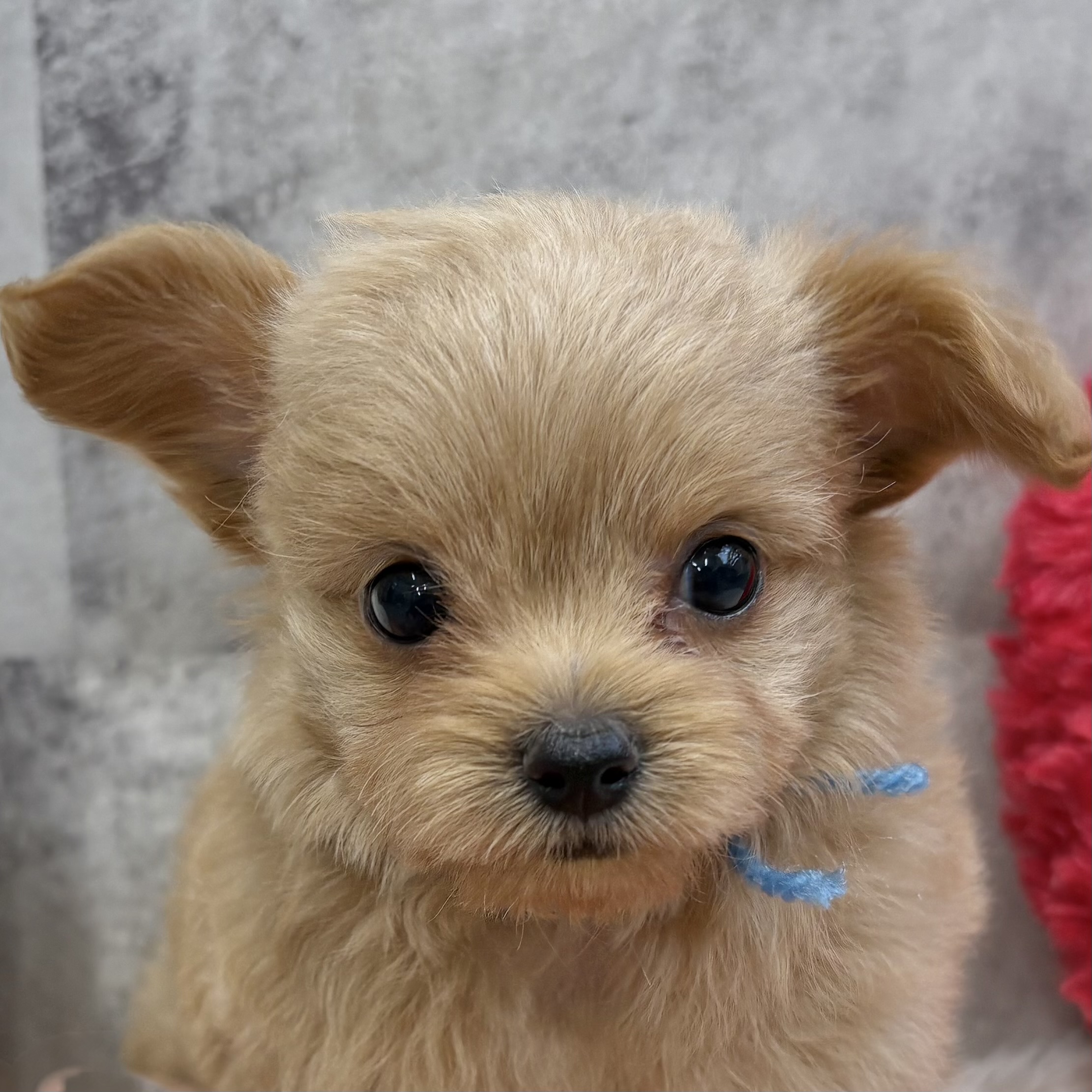 ハーフ犬女の子の写真