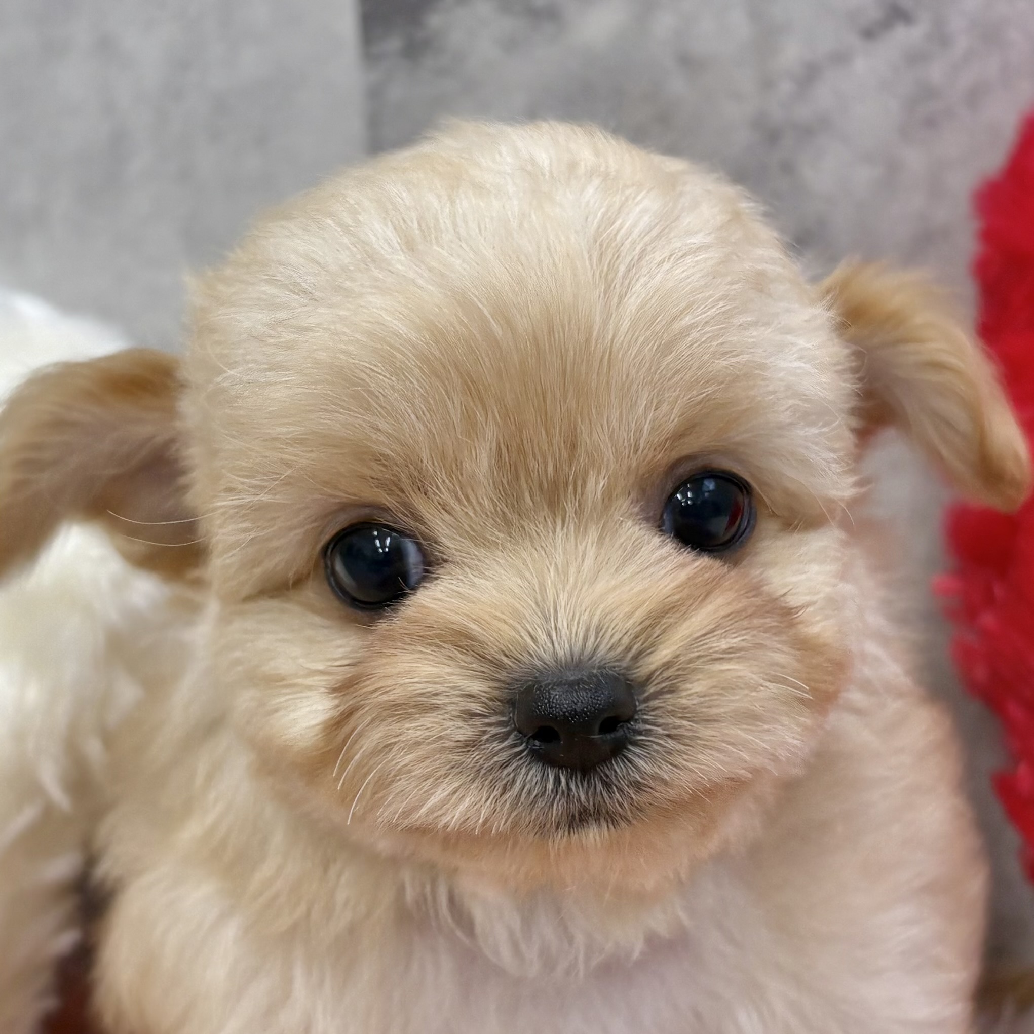 ハーフ犬女の子の写真