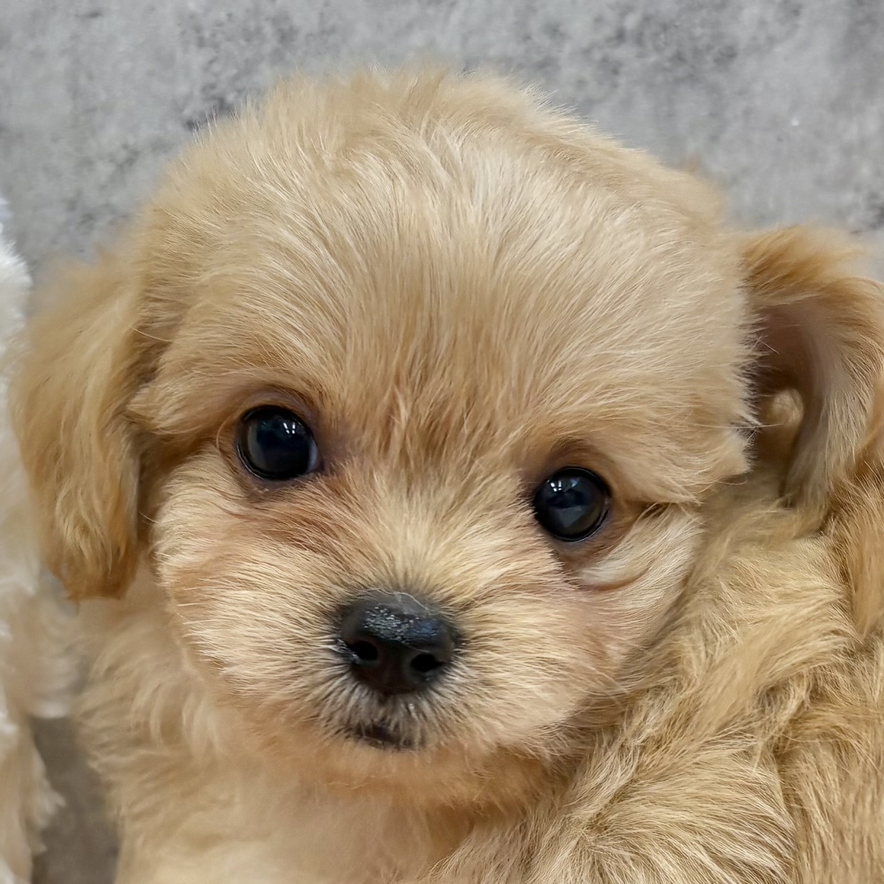 ハーフ犬男の子の写真