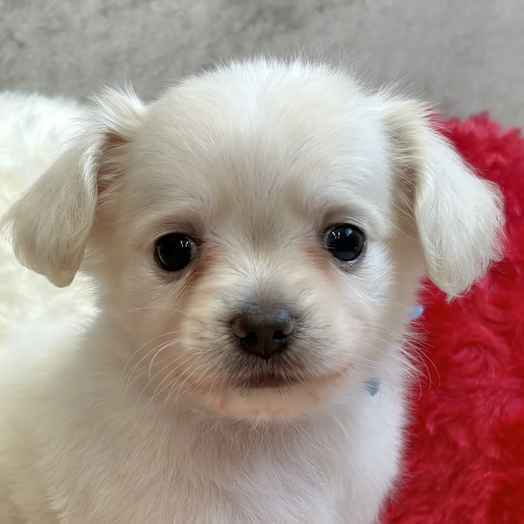 ハーフ犬男の子の写真