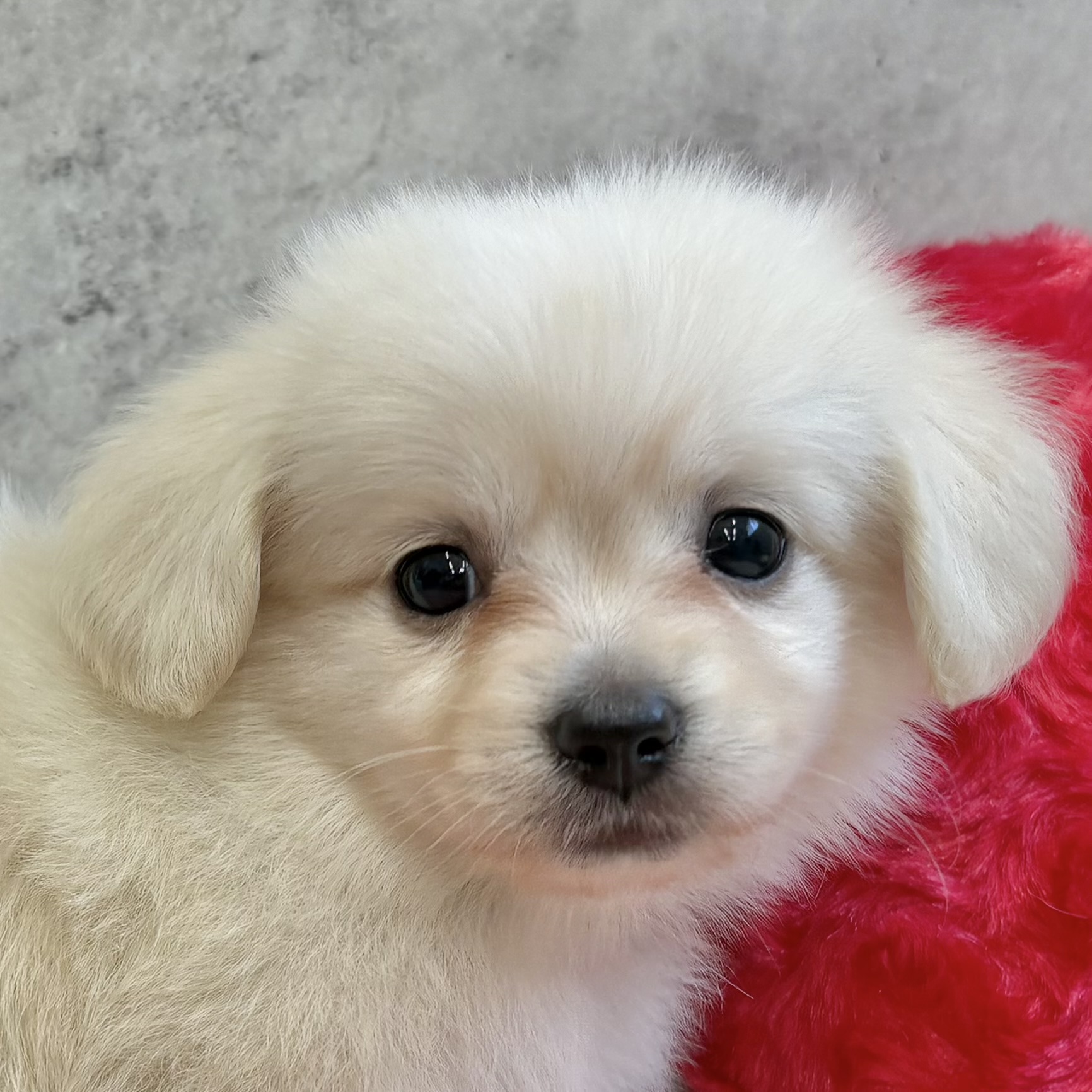 ハーフ犬男の子の写真