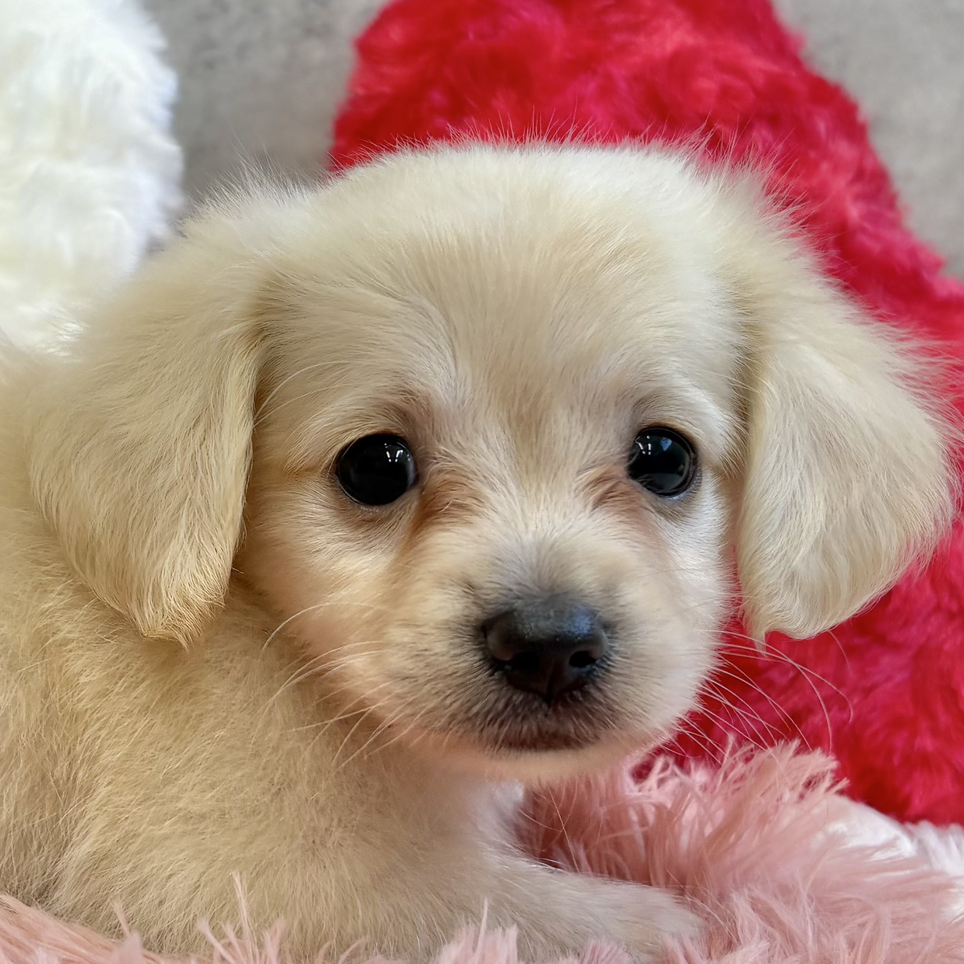 ハーフ犬男の子の写真