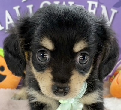 ハーフ犬男の子の写真