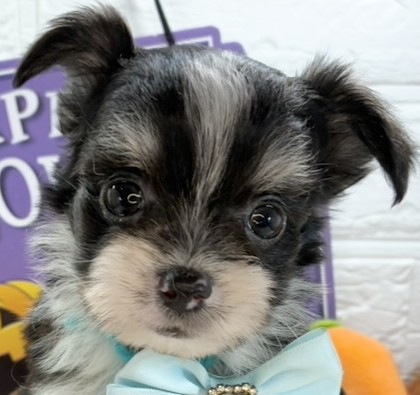 ハーフ犬男の子の写真