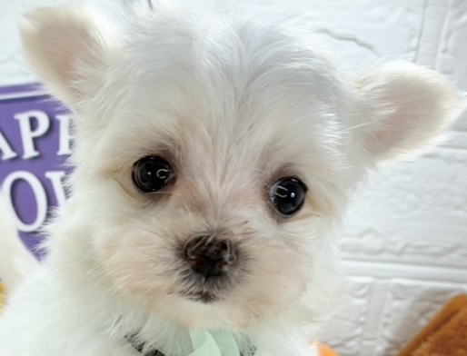 ハーフ犬男の子の写真