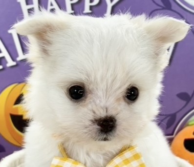 ハーフ犬男の子の写真