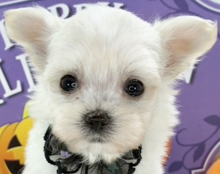 ハーフ犬女の子の写真