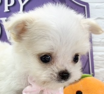 ハーフ犬女の子の写真