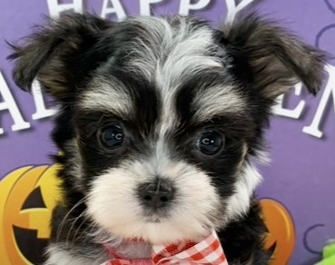 ハーフ犬女の子の写真