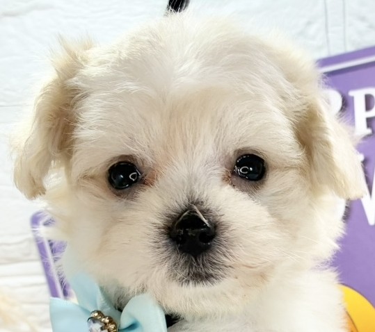 ハーフ犬男の子の写真