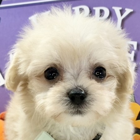 ハーフ犬女の子の写真