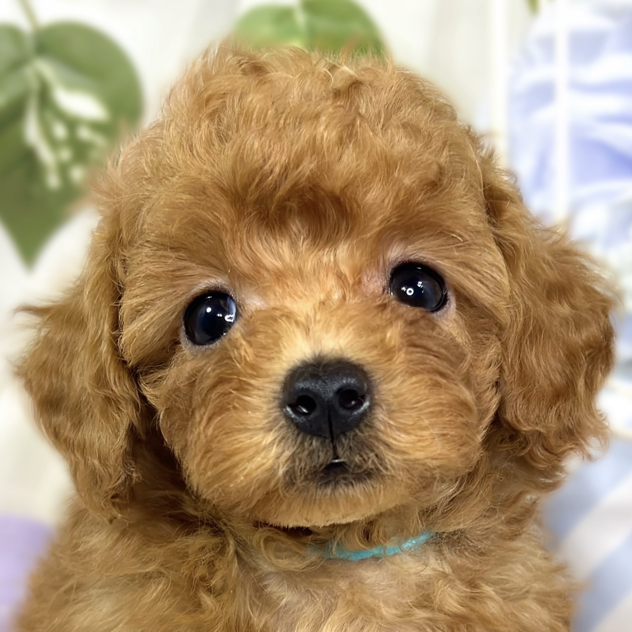 トイプードル男の子の写真