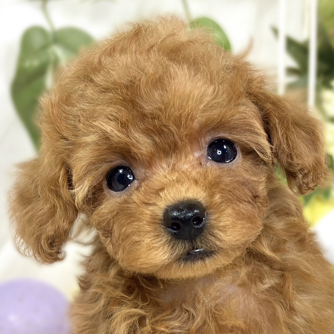 トイプードル女の子の写真