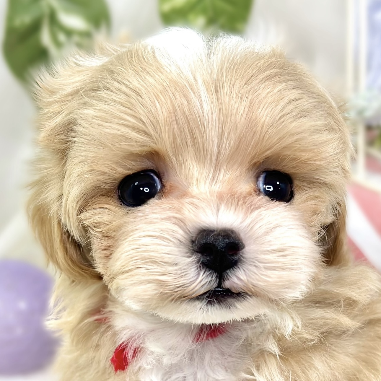 ハーフ犬男の子の写真