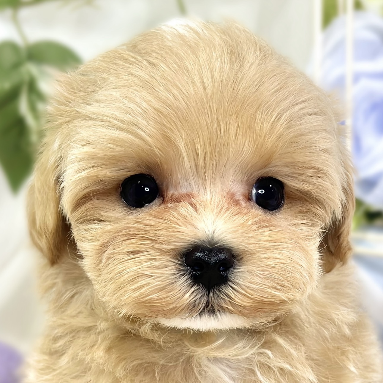 ハーフ犬男の子の写真