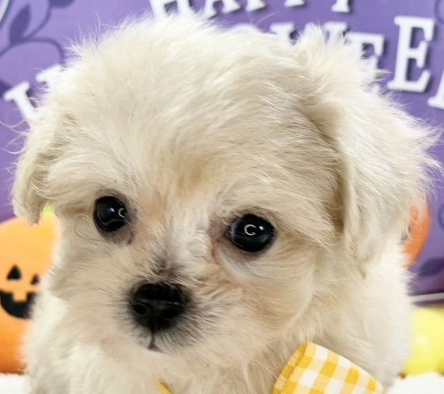 ハーフ犬女の子の写真