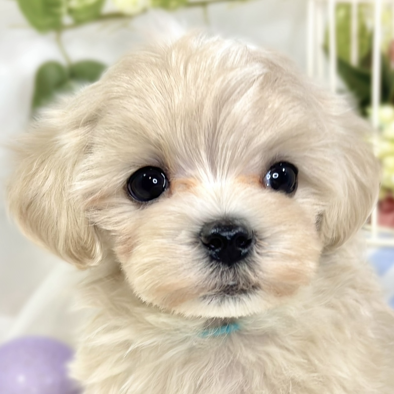 ハーフ犬女の子の写真